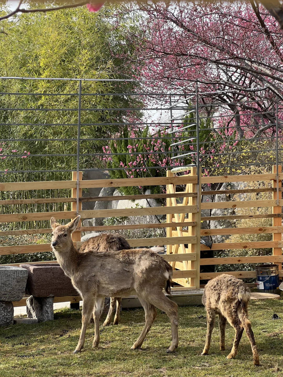 一树梅花开 岁岁常欢愉