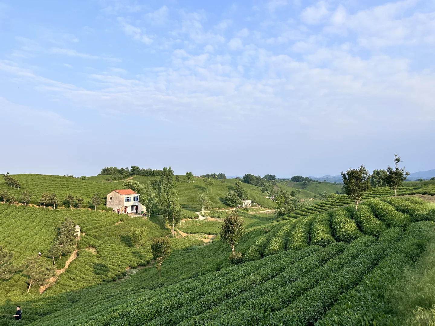 信阳|别去文新茶村人挤人,这有一处无人茶山
