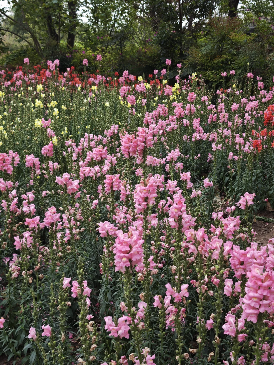 大理崇圣寺|穿越时空的禅意之旅🌿