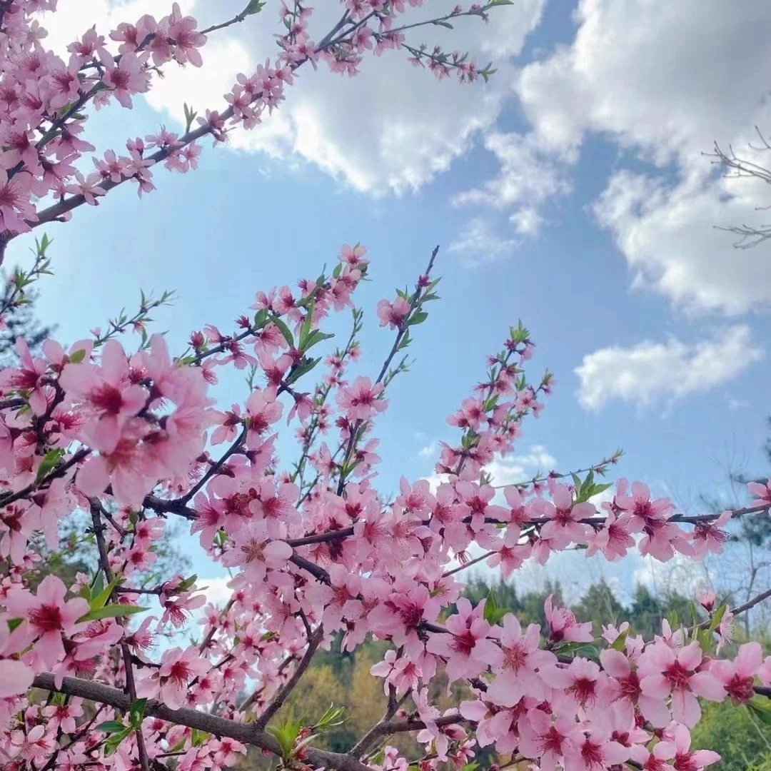 赴一场春日之约丨遇见古武当山