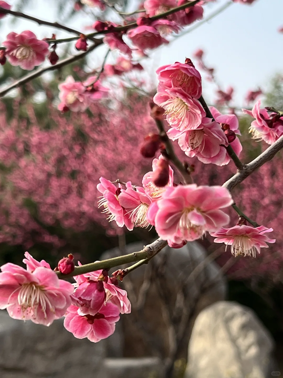 一树梅花开 岁岁常欢愉