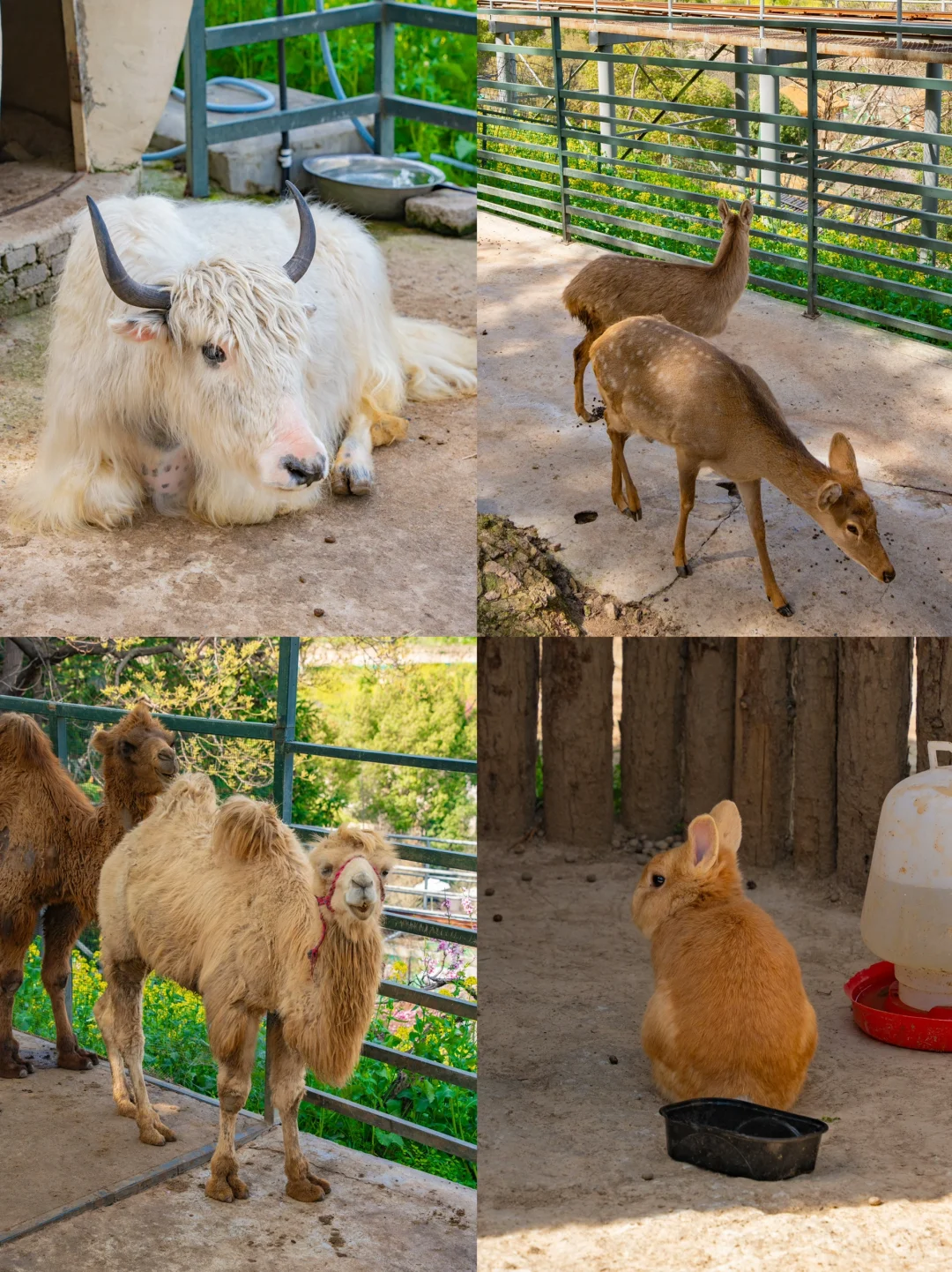 在湖州，坐上开往春天的漫画小火车