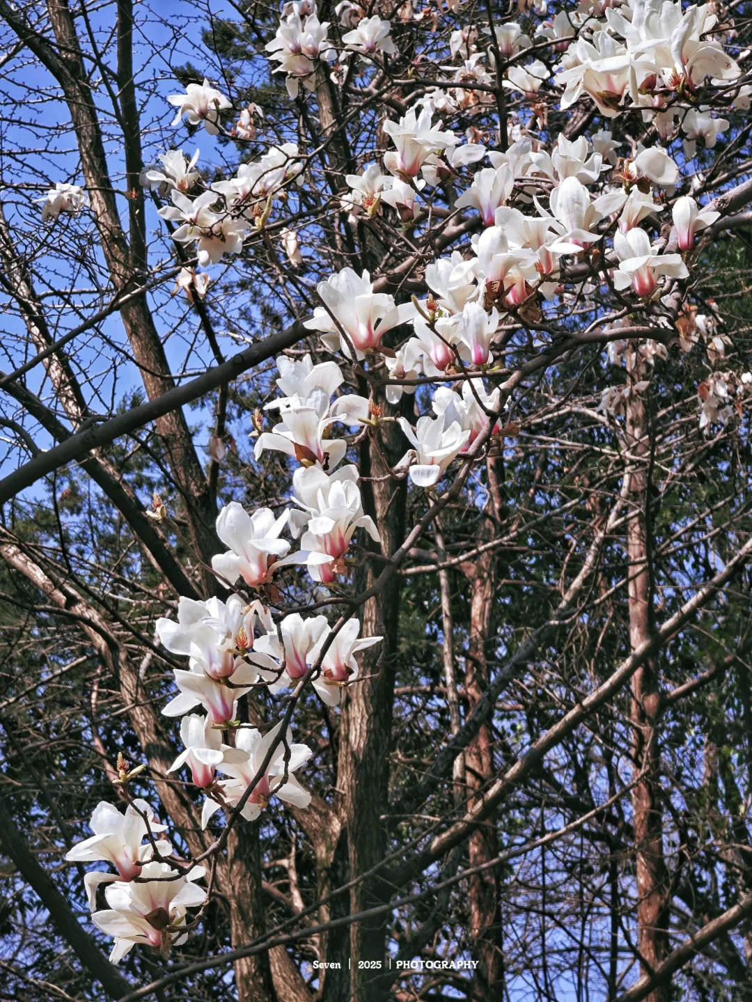 南京灵谷景区游览攻略📘
