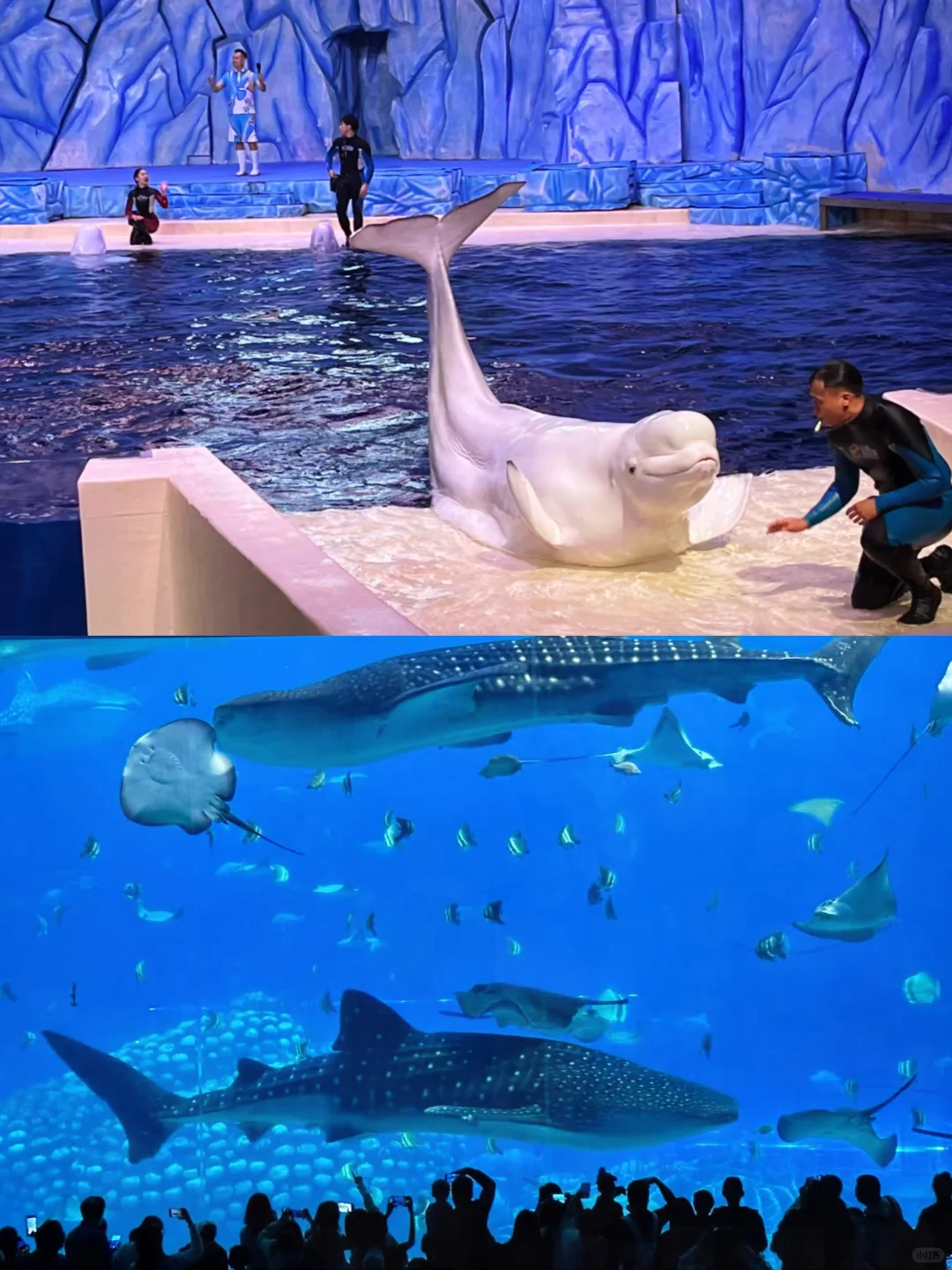 珠海长隆4-6月淡季大降价，真香❗️