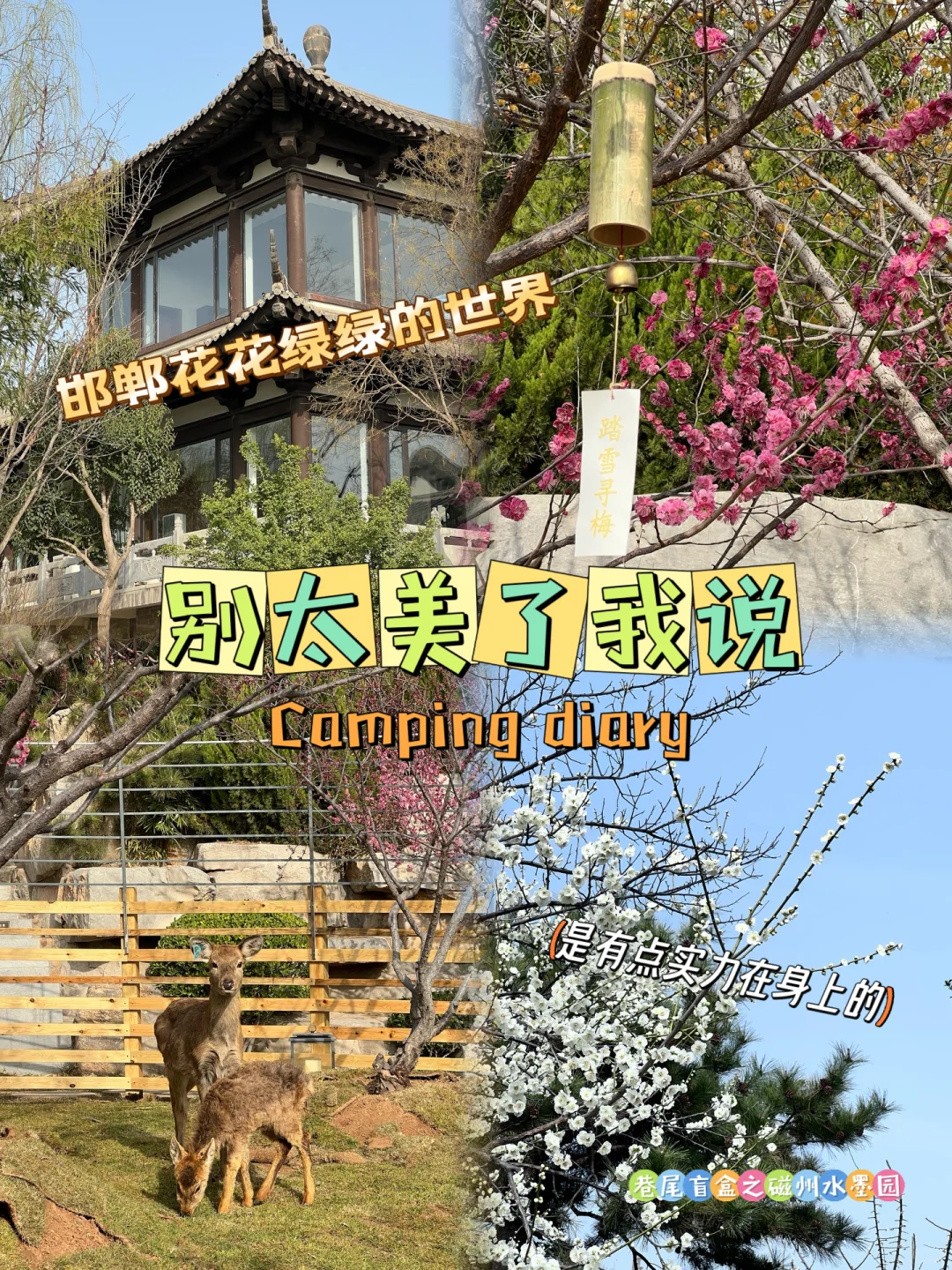 一树梅花开 岁岁常欢愉