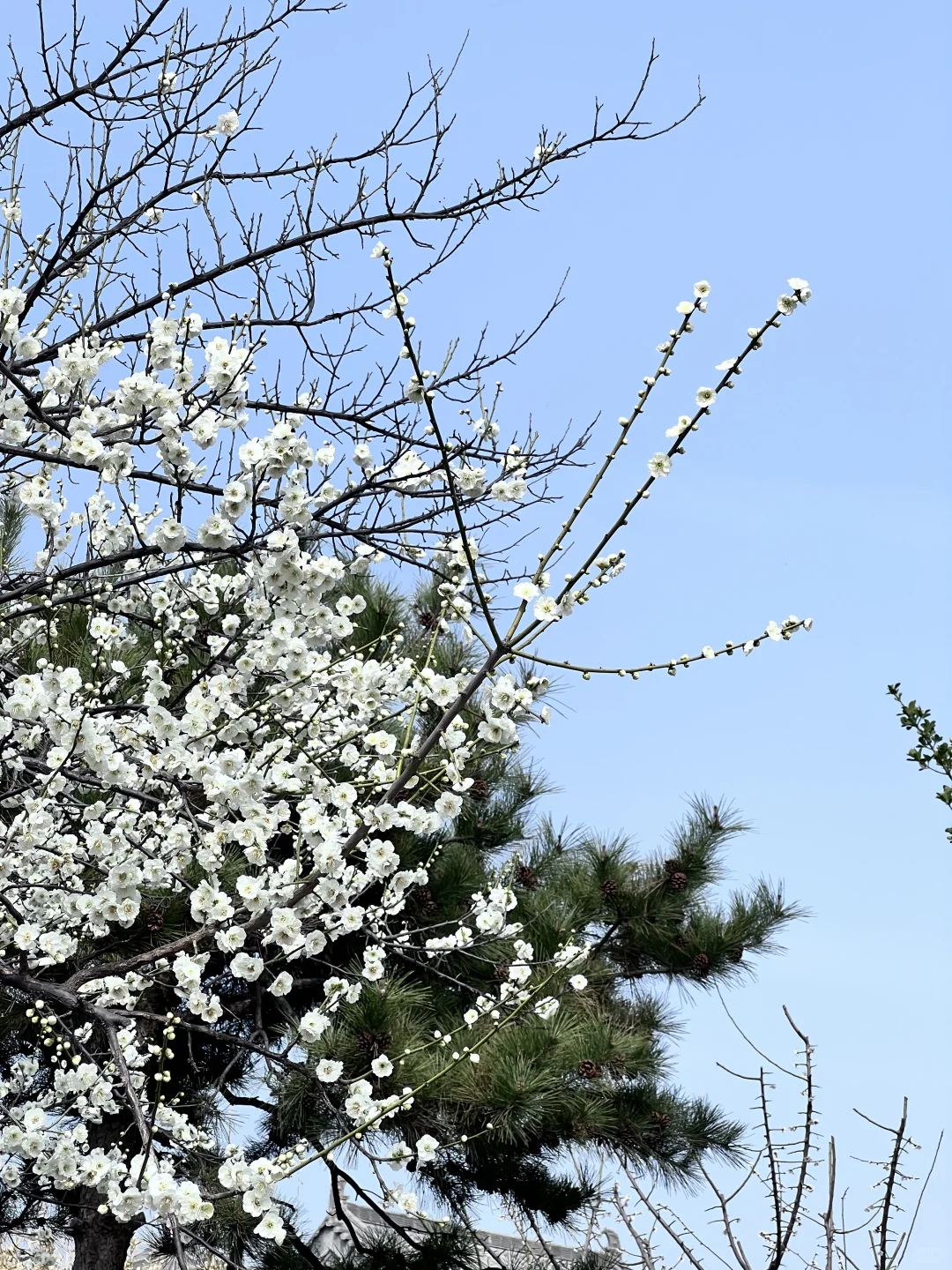 一树梅花开 岁岁常欢愉