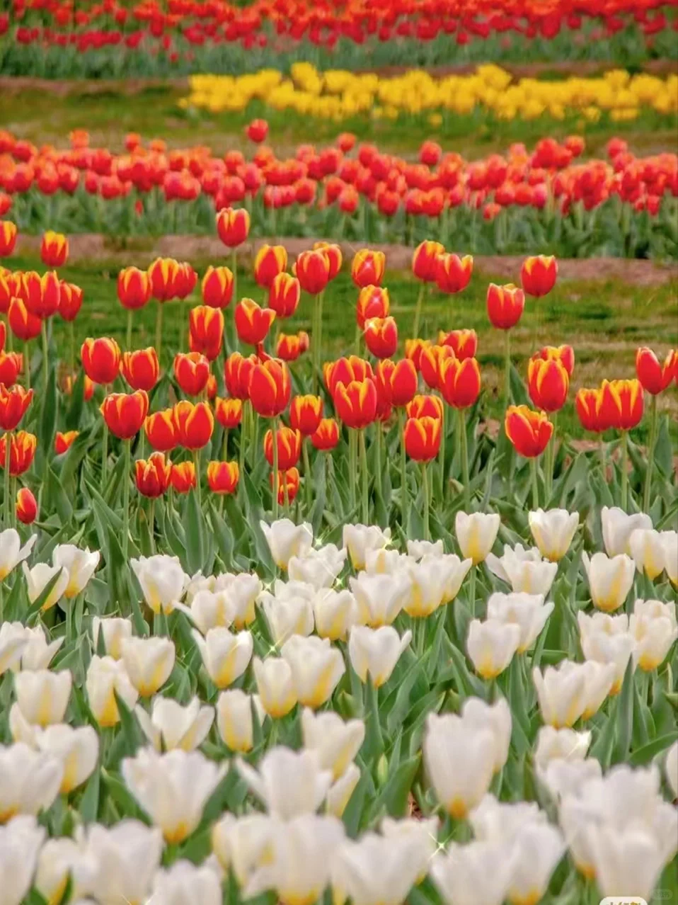 春日趣游 邂逅自然|沧州阿卡春季踏青攻略