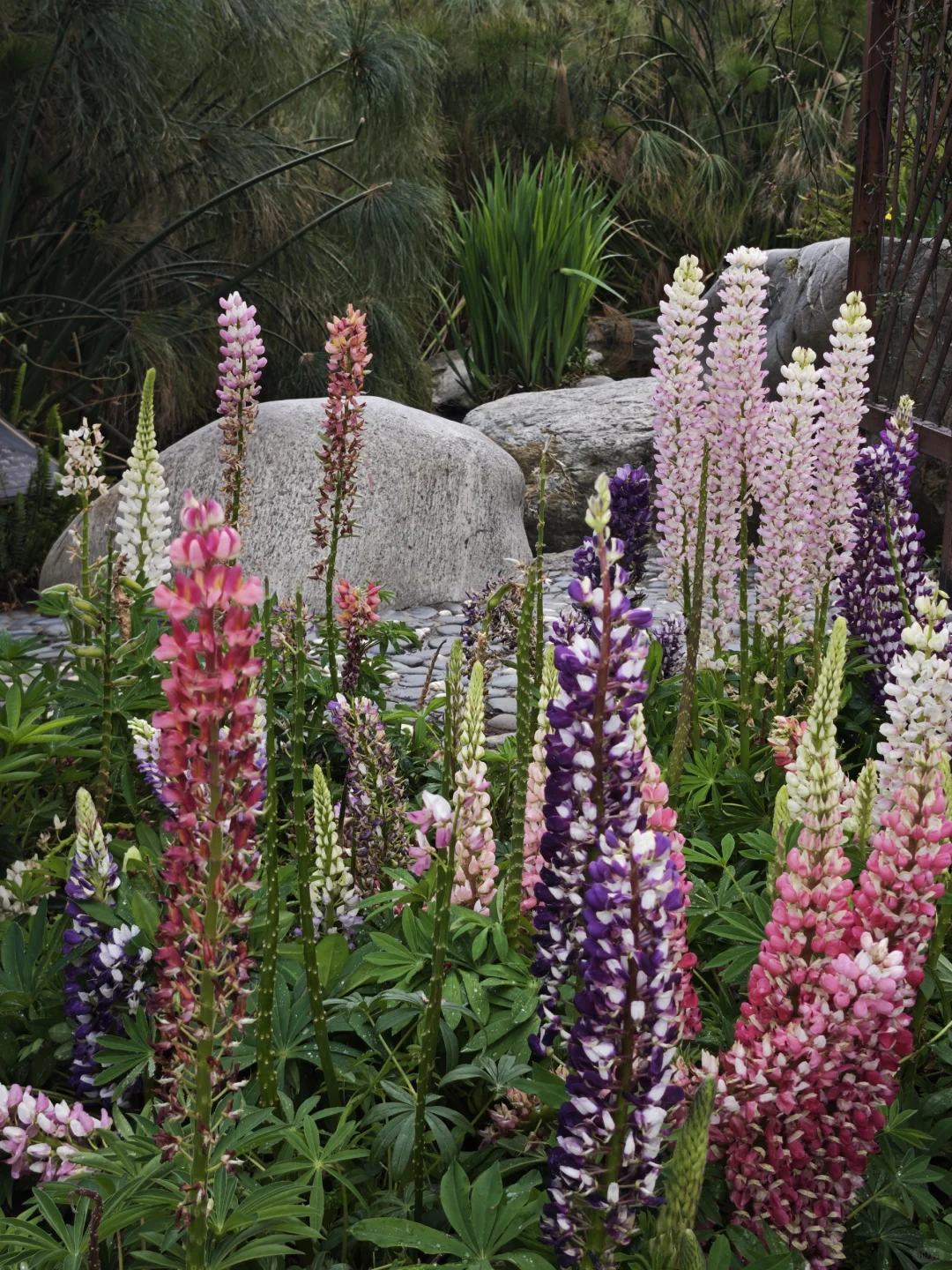 大理崇圣寺|穿越时空的禅意之旅🌿