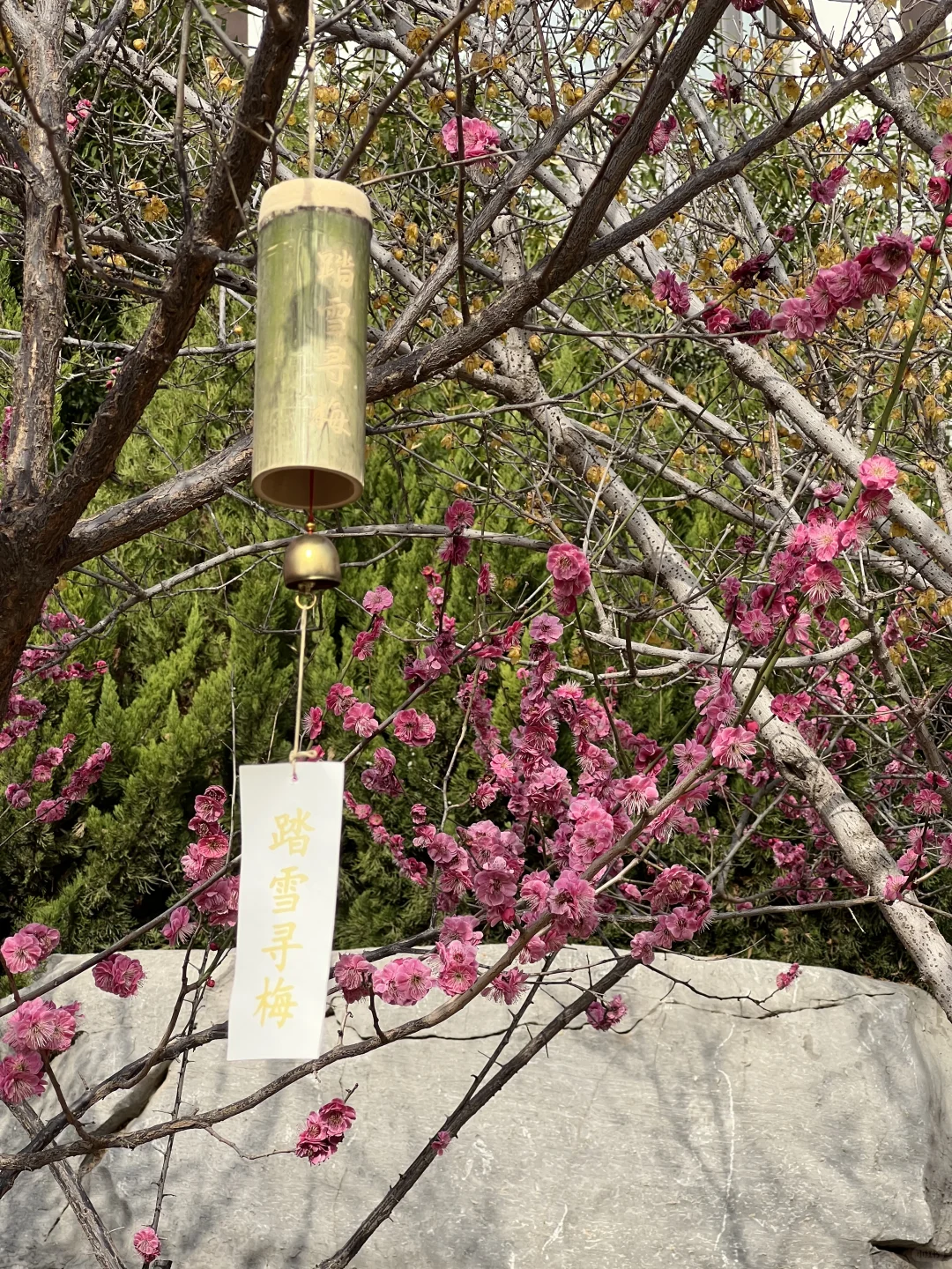 一树梅花开 岁岁常欢愉