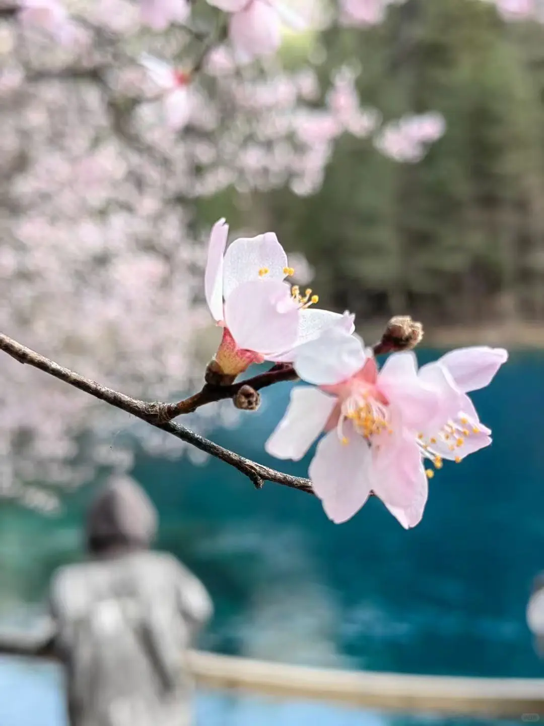 九寨沟春季穷游2 日游（住景区内民宿）