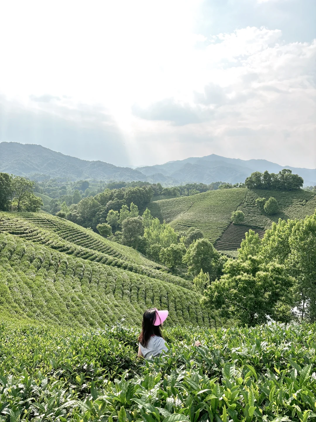 信阳|别去文新茶村人挤人,这有一处无人茶山