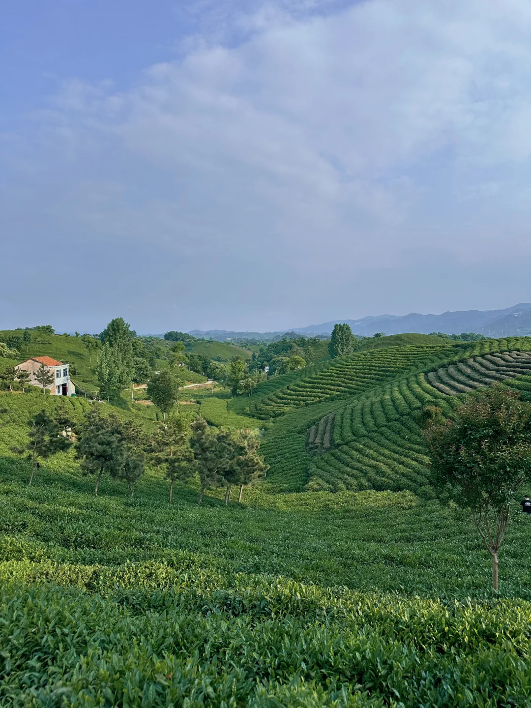 信阳|别去文新茶村人挤人,这有一处无人茶山