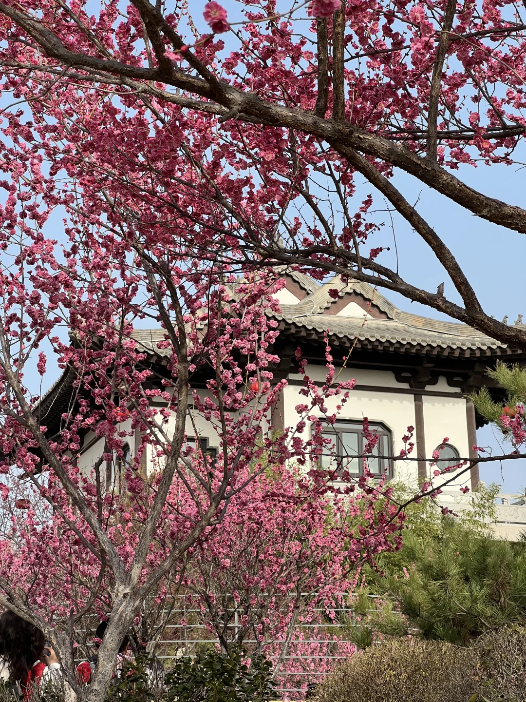 一树梅花开 岁岁常欢愉