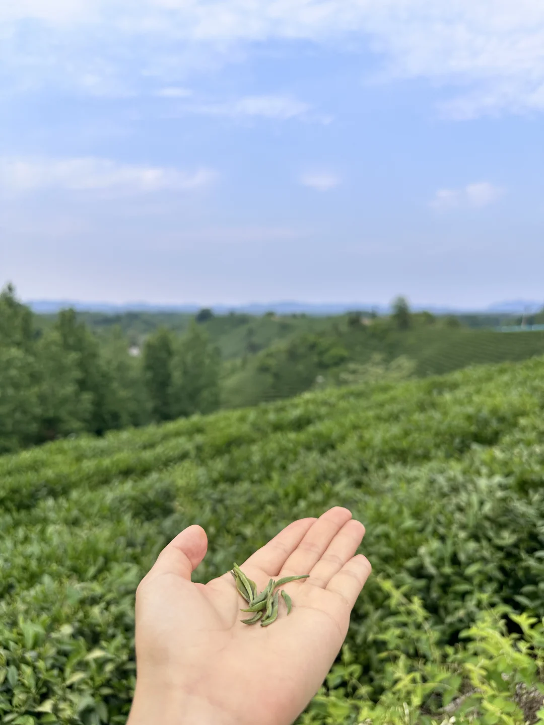 信阳|别去文新茶村人挤人,这有一处无人茶山