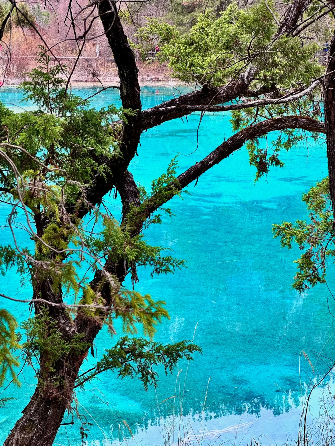 3.23📍九寨沟已回，live现状，能帮一个是一个