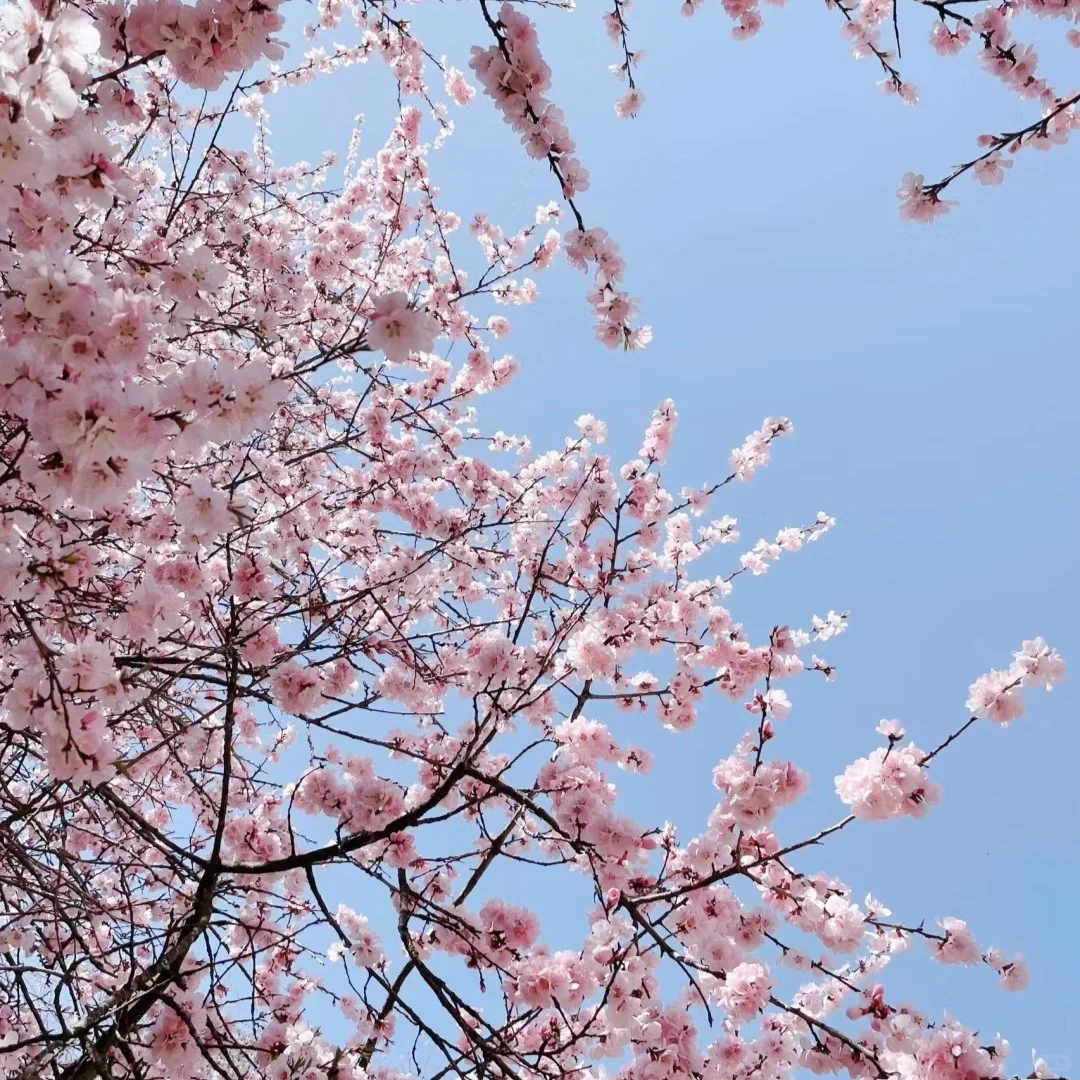 赴一场春日之约丨遇见古武当山
