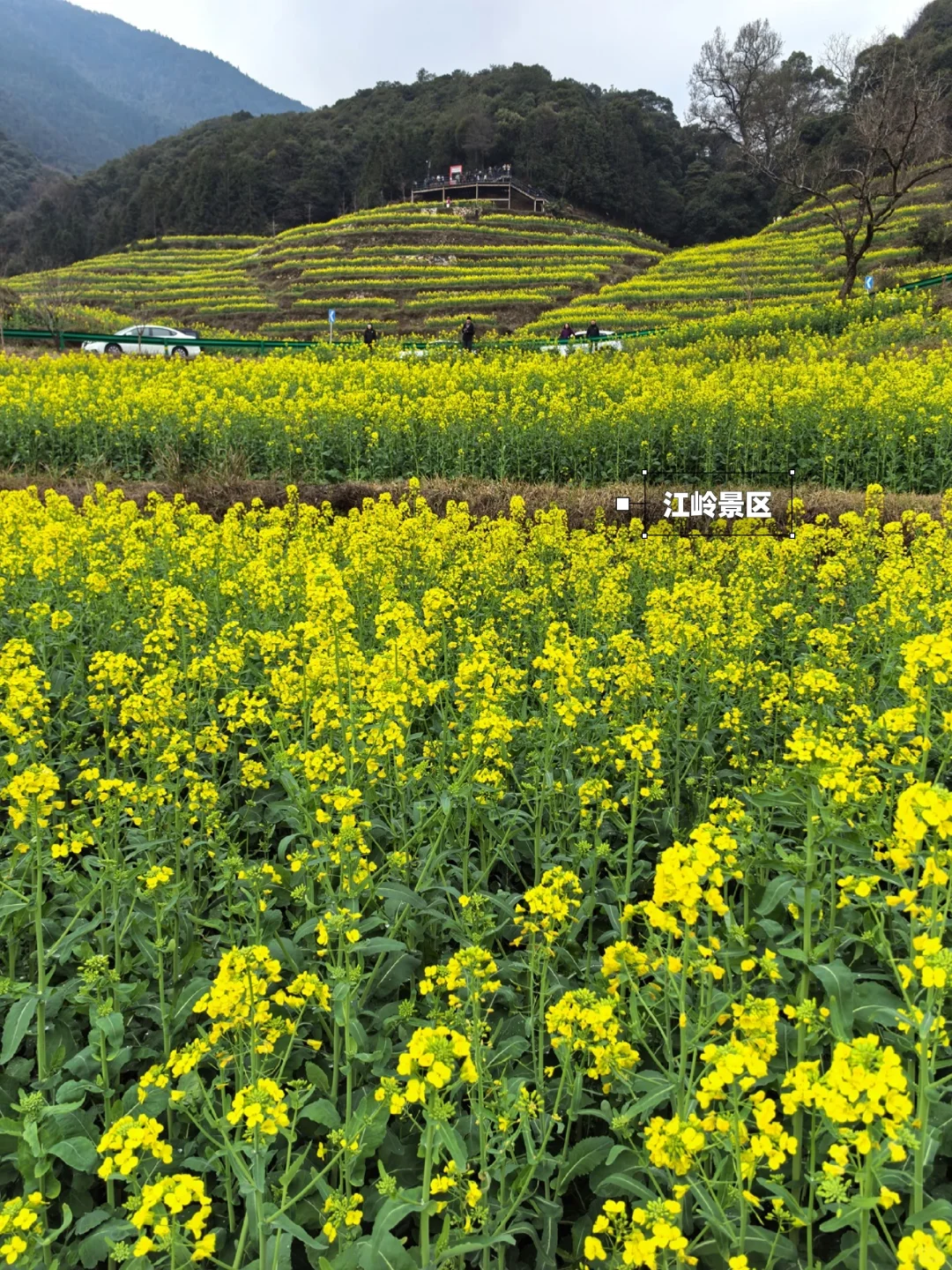 别去篁岭了！这两个婺源小众赏花地美哭了！