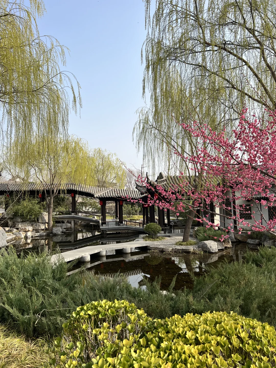 一树梅花开 岁岁常欢愉