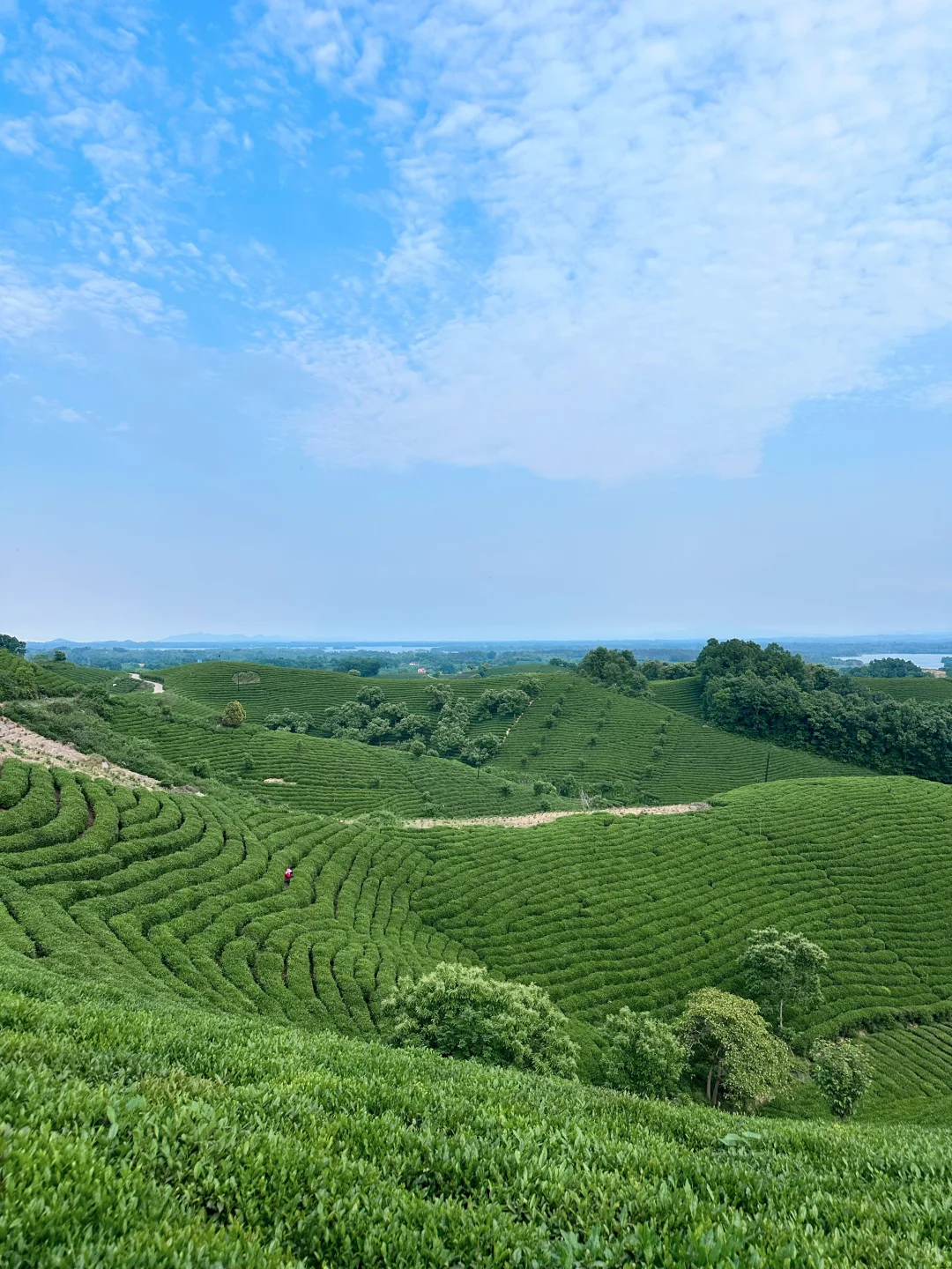 信阳|别去文新茶村人挤人,这有一处无人茶山