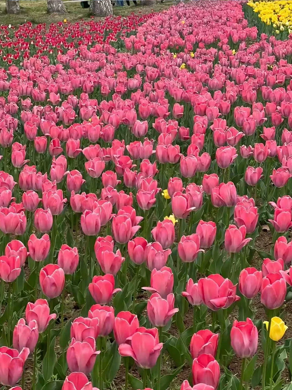 春日趣游 邂逅自然|沧州阿卡春季踏青攻略
