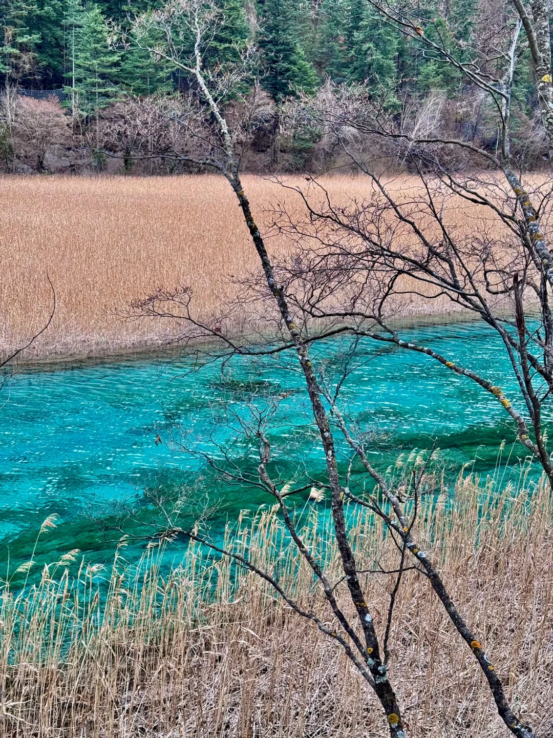 3.23📍九寨沟已回，live现状，能帮一个是一个