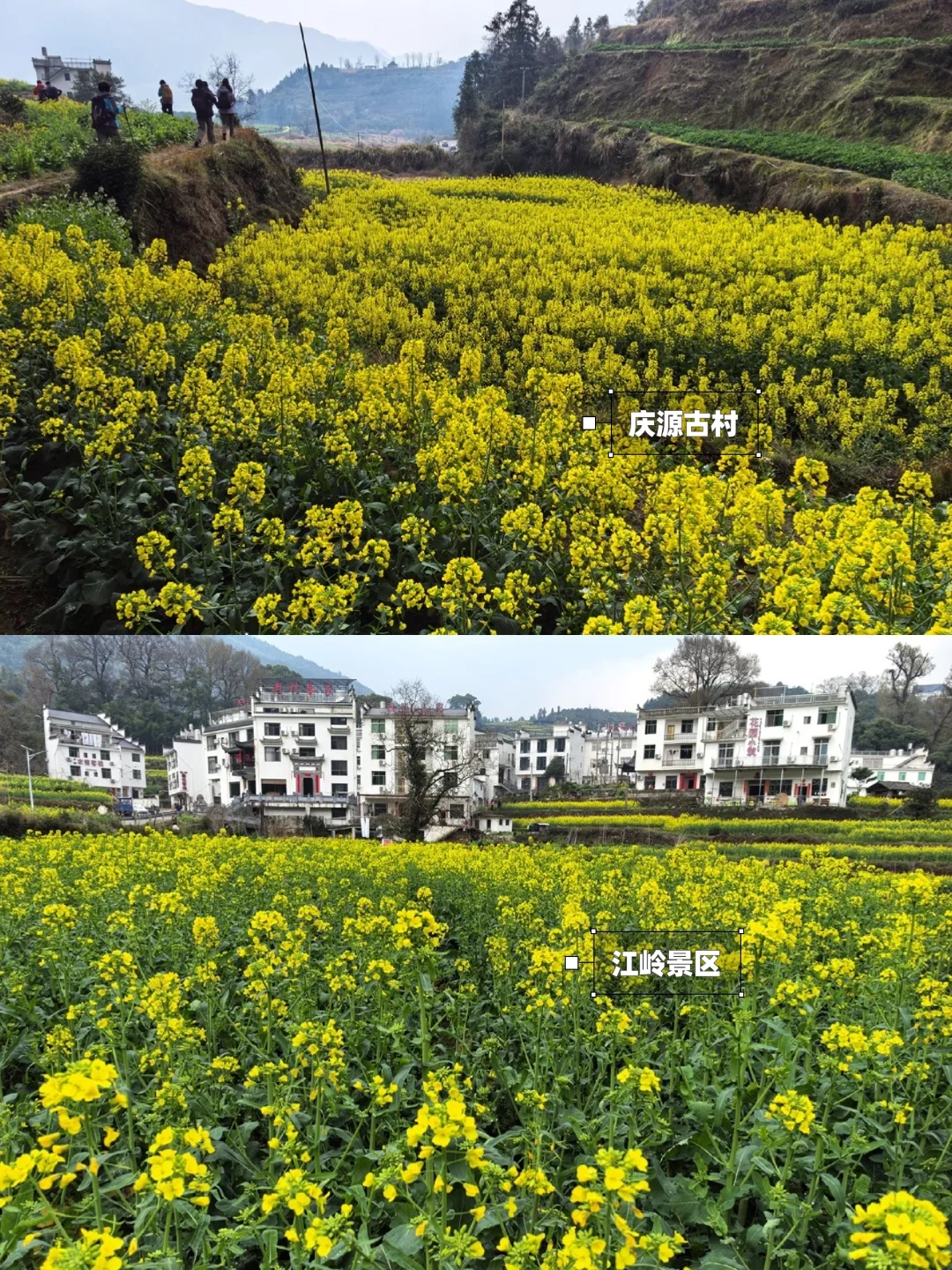 别去篁岭了！这两个婺源小众赏花地美哭了！