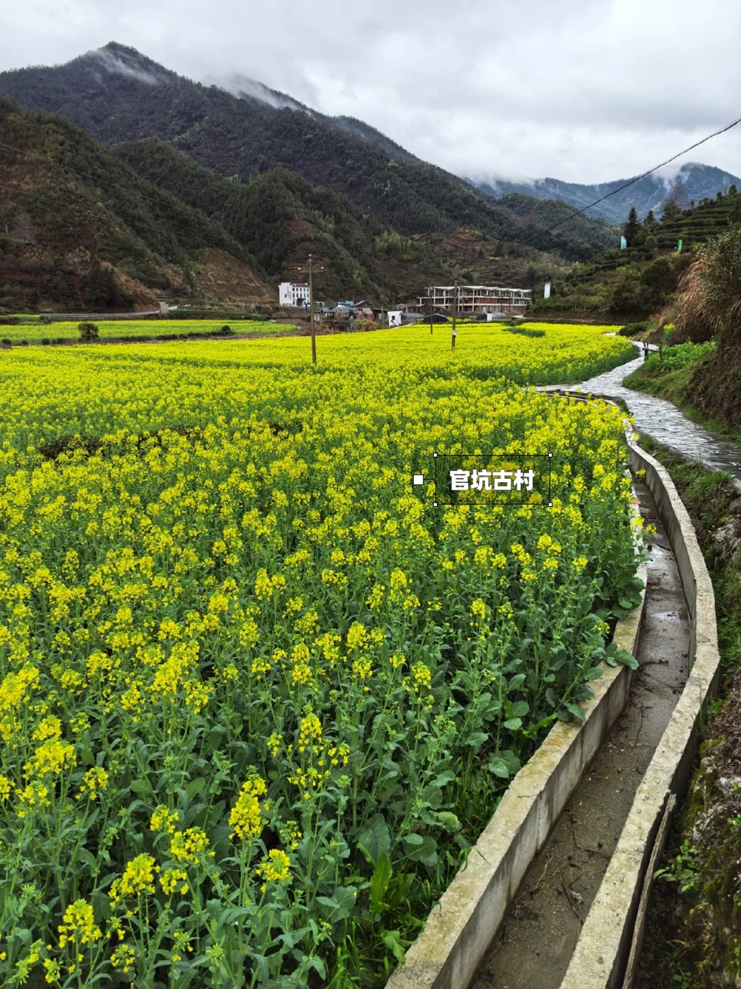 别去篁岭了！这两个婺源小众赏花地美哭了！