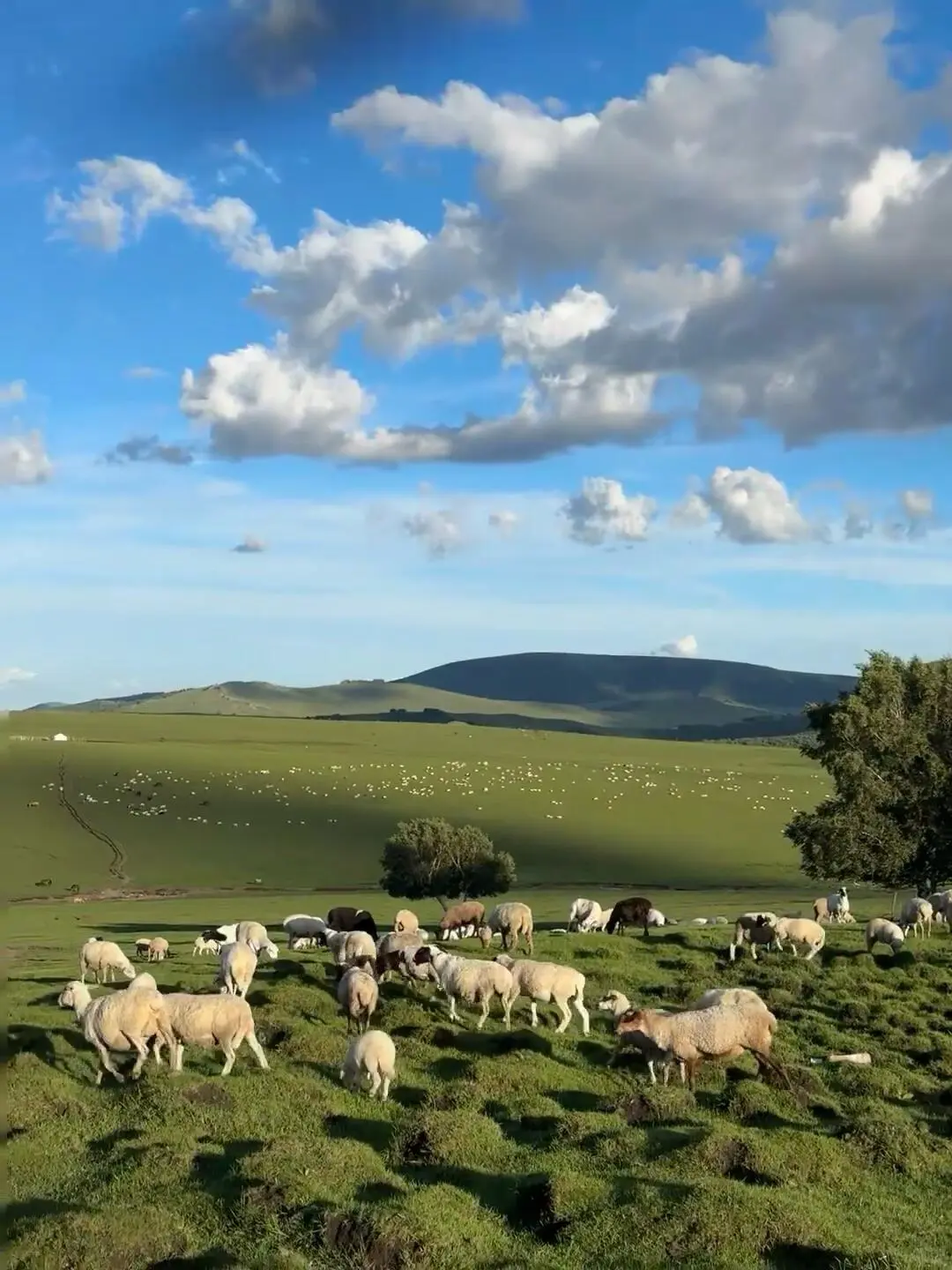 能劝一个是一个，6-8月去内蒙古千万别踩这些