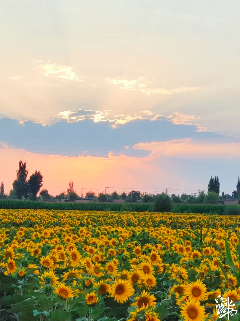 🌸【宁夏全年赏花地图｜承包你一整年的浪漫