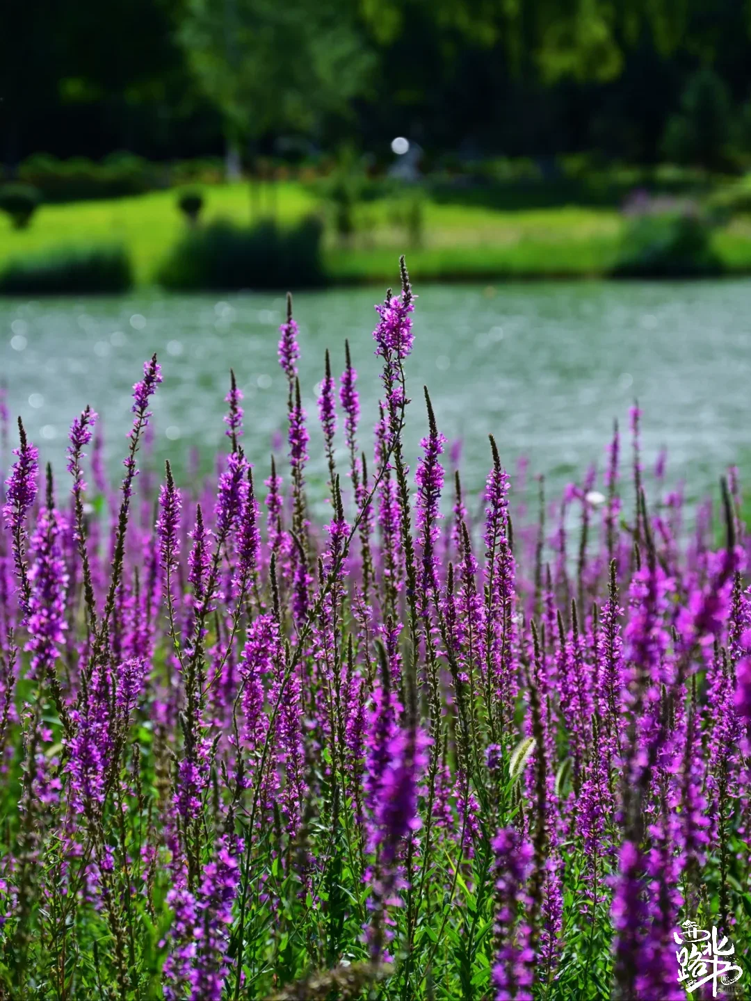 🌸【宁夏全年赏花地图｜承包你一整年的浪漫