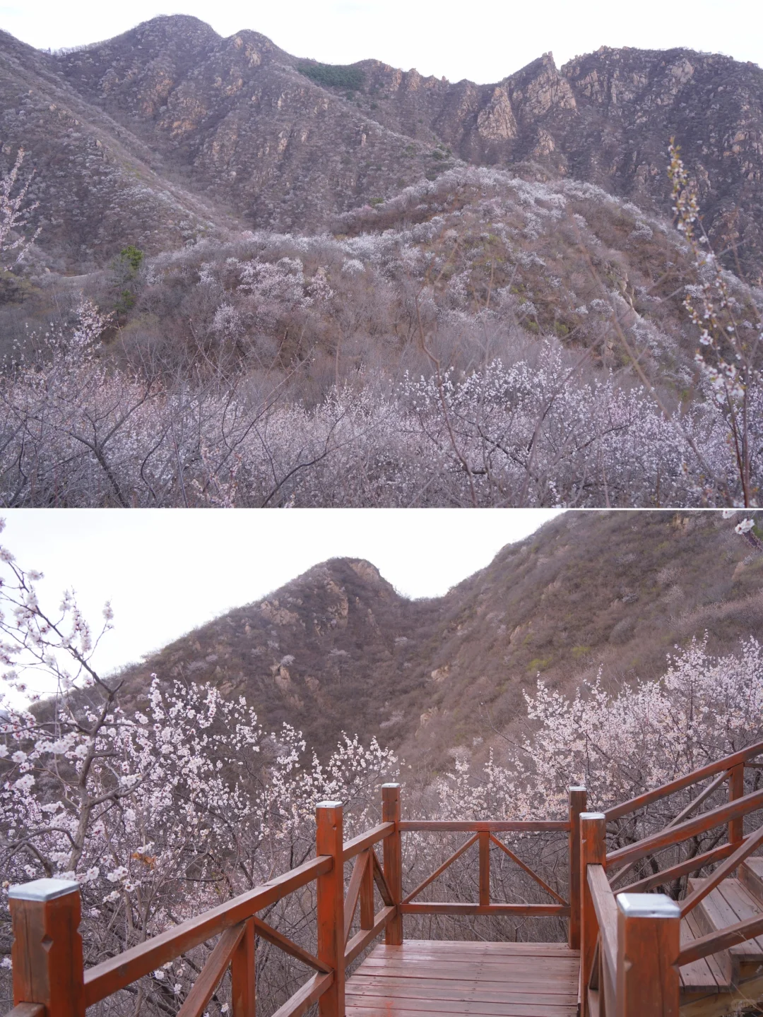 4.1实拍！京郊新开超美赏花栈道，附攻略