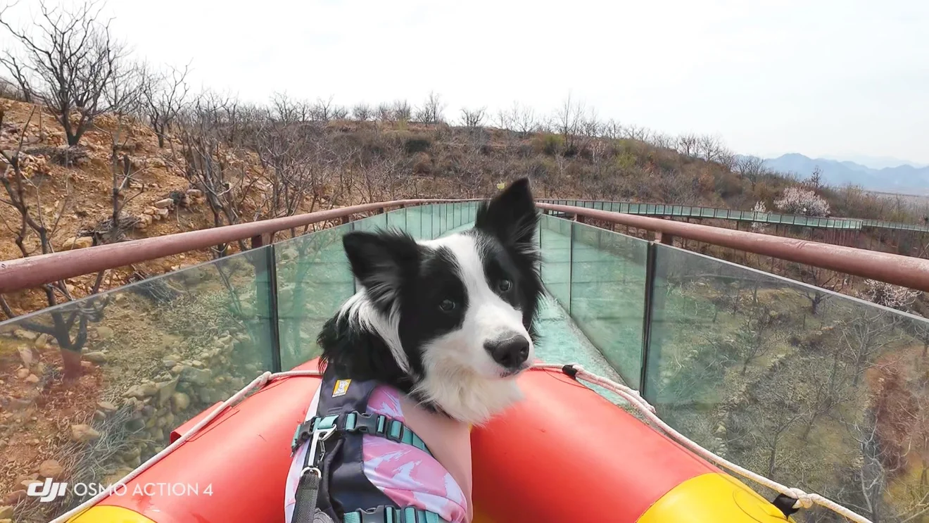 给养狗人疯狂推荐的宠物友好景区