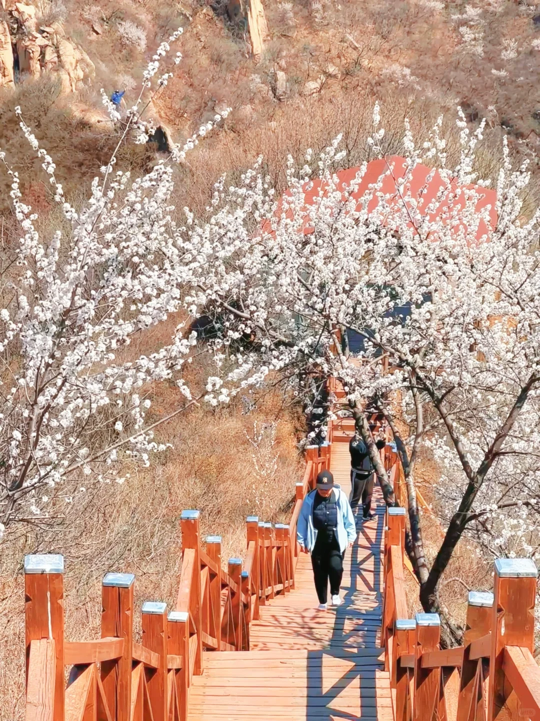 4.1实况🚗1.5h|绝美赏花栈道🌸美得不像话