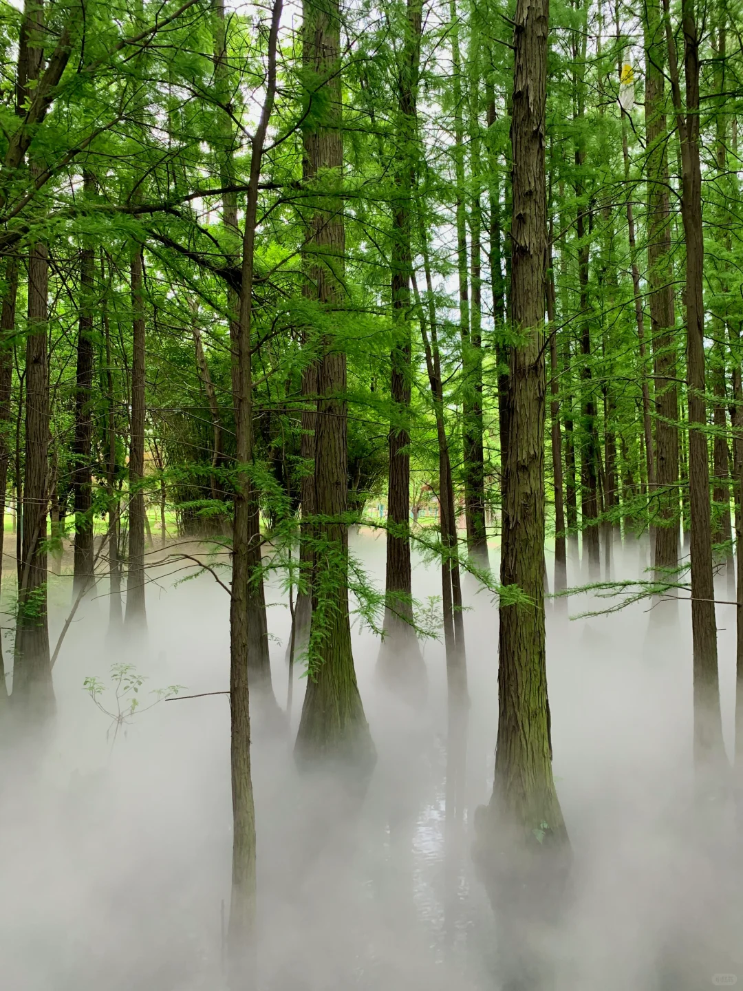 在武汉花的最值的13块钱🌲……