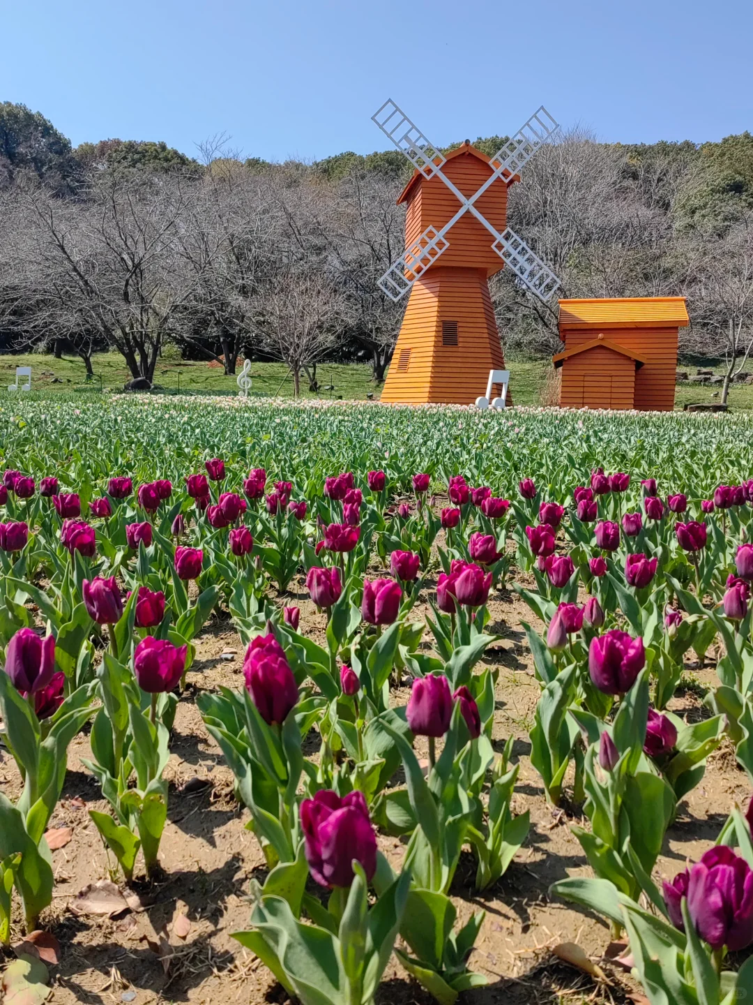 今日上方山森林公园实况猴子很多郁金香