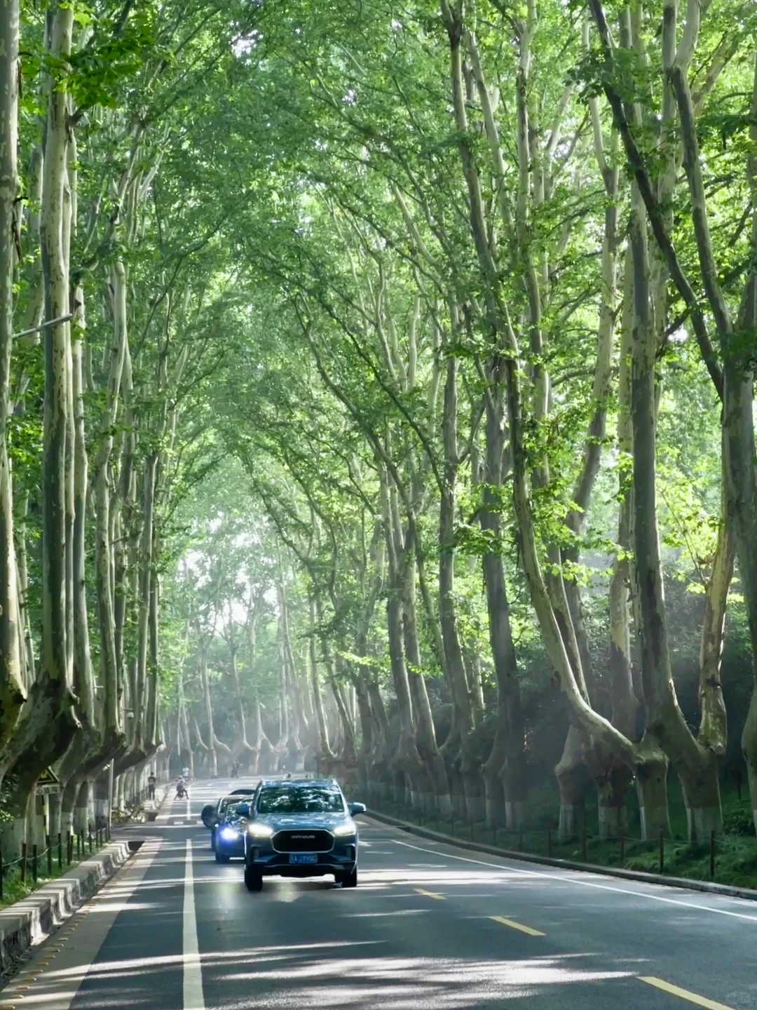 live！夏天的梧桐大道永远是封神的存在