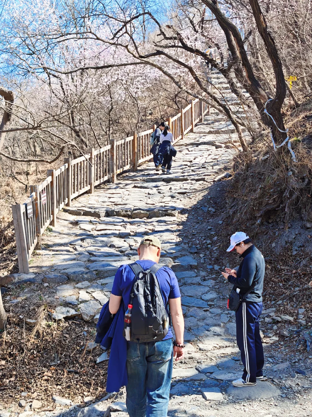 🌸京郊桃花秘境粉色暴击！戒台寺步道