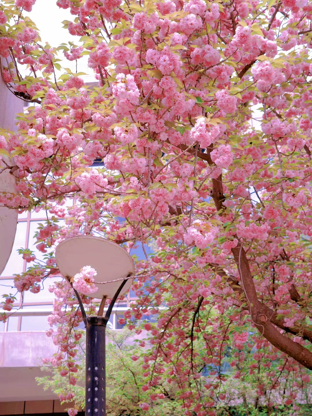 接下来！西安春天是这样的🌷含18个打卡地