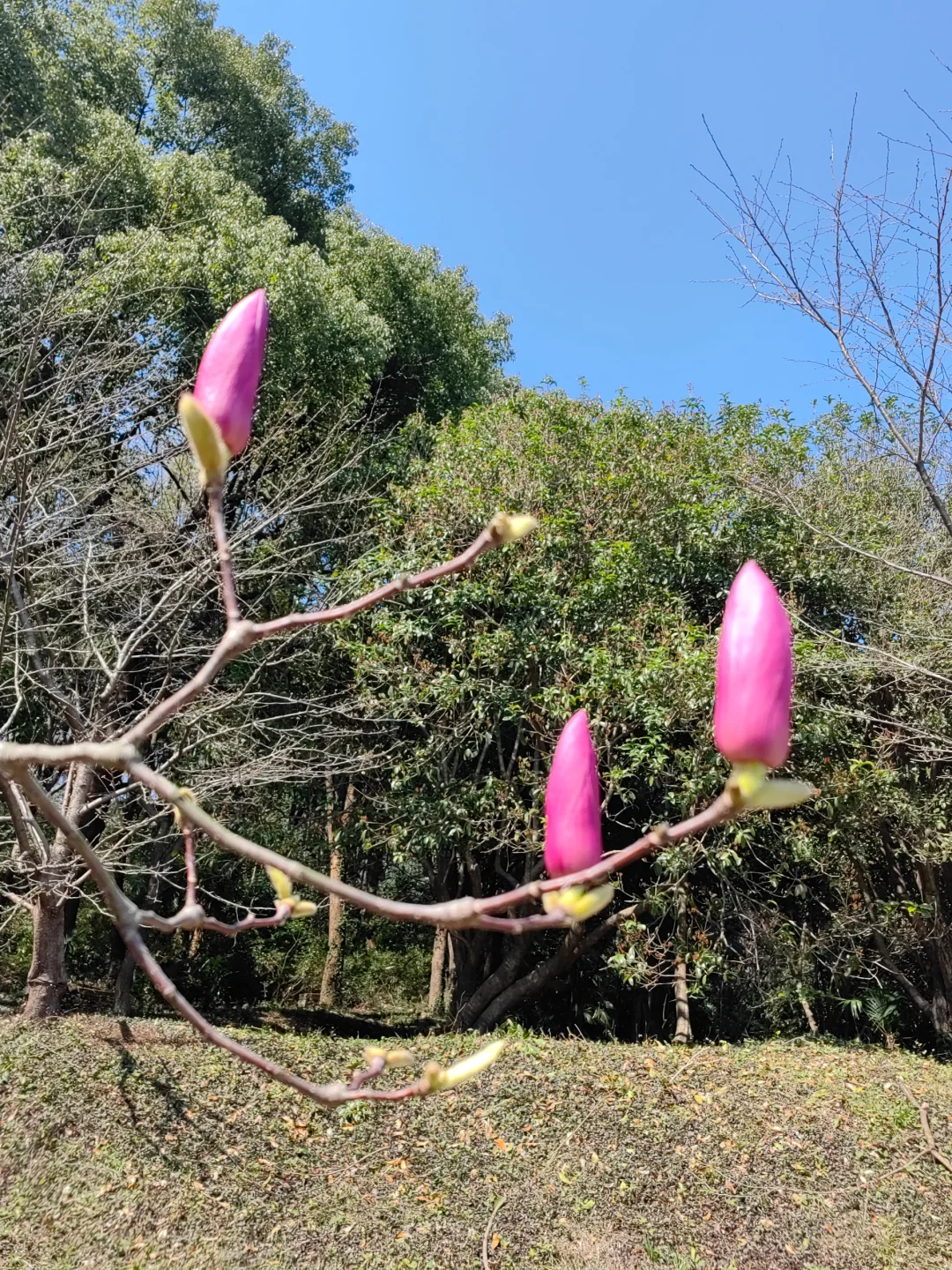 今日上方山森林公园实况猴子很多郁金香