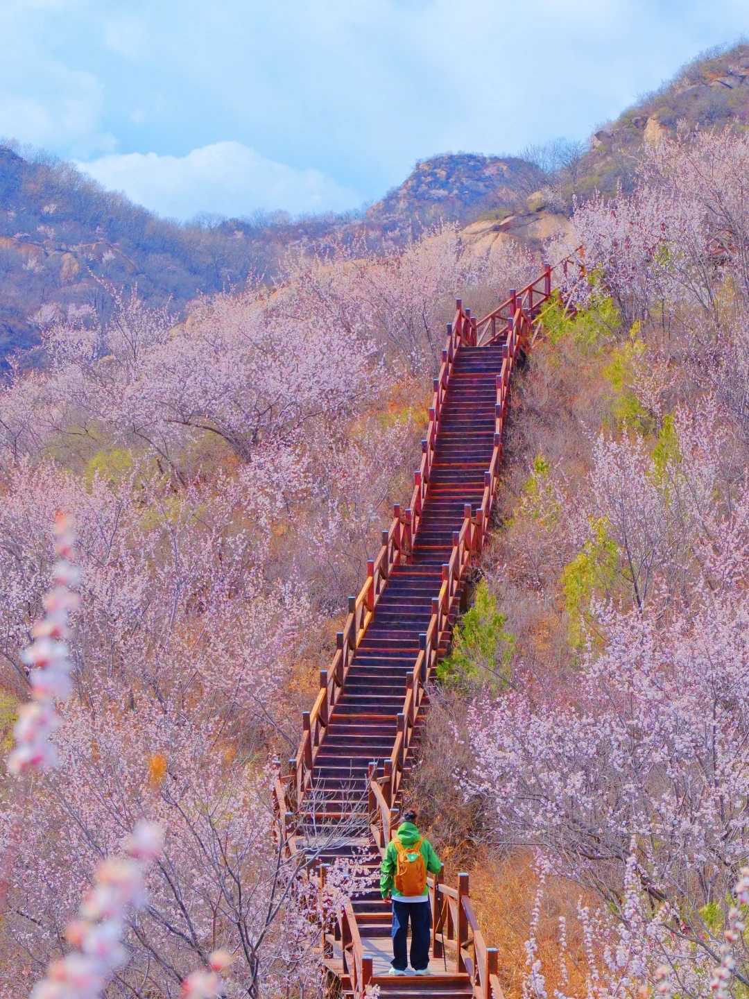 4.1实况🚗1.5h|绝美赏花栈道🌸美得不像话