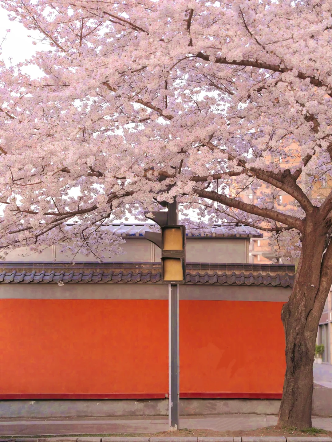 接下来！西安春天是这样的🌷含18个打卡地