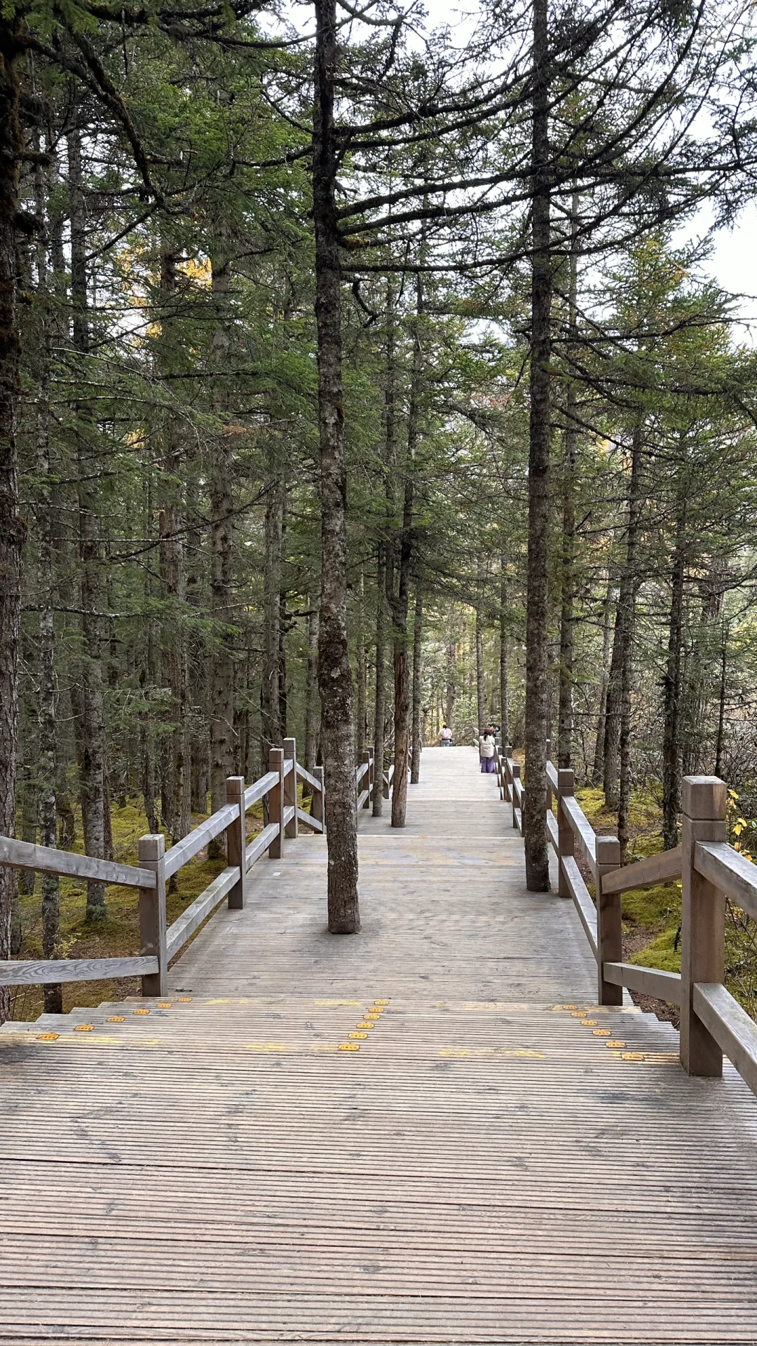 🇨🇳九寨黄龙景区🧎🏻‍♂️‍➡️已老实，别来！