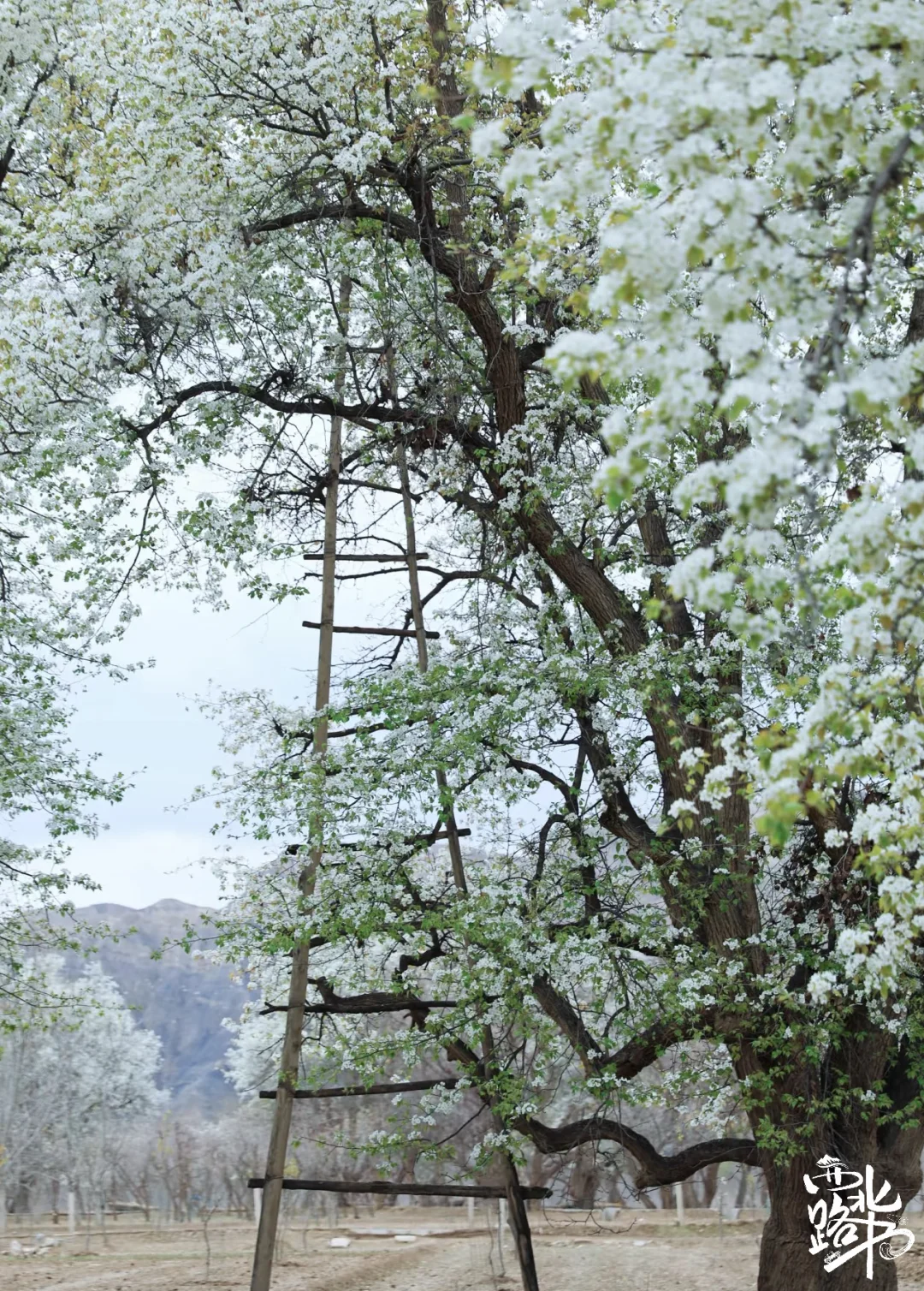🌸【宁夏全年赏花地图｜承包你一整年的浪漫