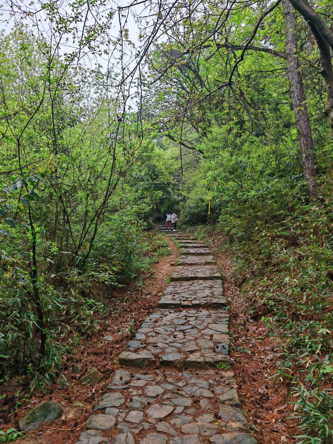 周末徒步|旺山亲子迷你环线，置身绿野仙踪