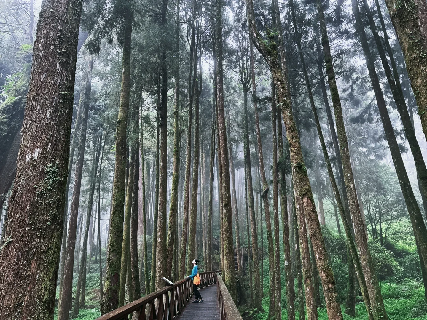 阿里山｜女生独行当日往返｜交通、景点、装备