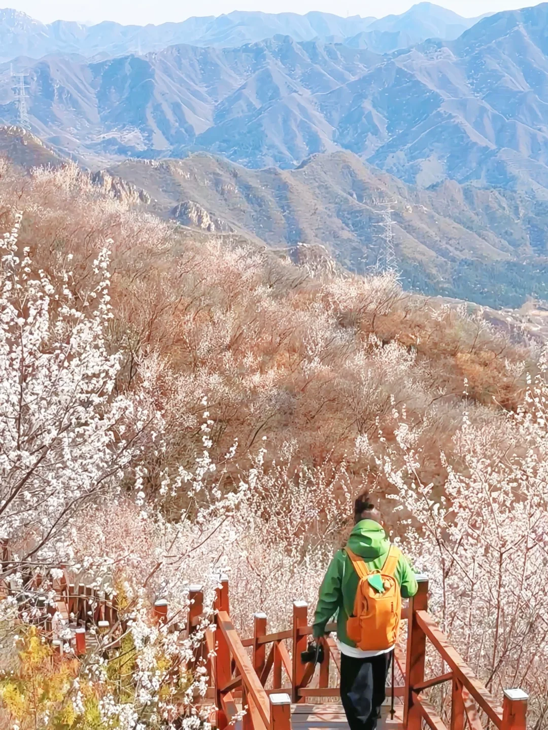 4.1实况🚗1.5h|绝美赏花栈道🌸美得不像话