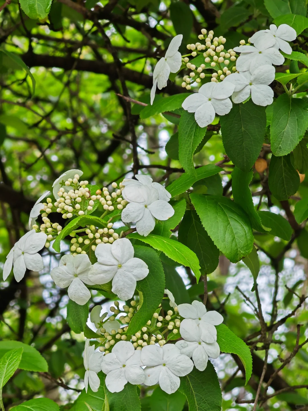 周末徒步|旺山亲子迷你环线，置身绿野仙踪