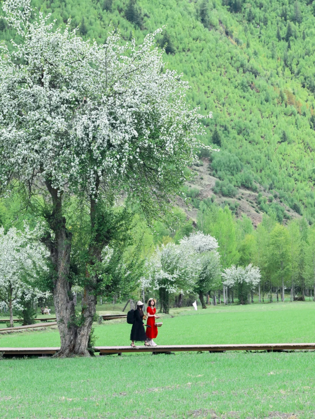 去了川西才知道！😅这些景点完全没必要去