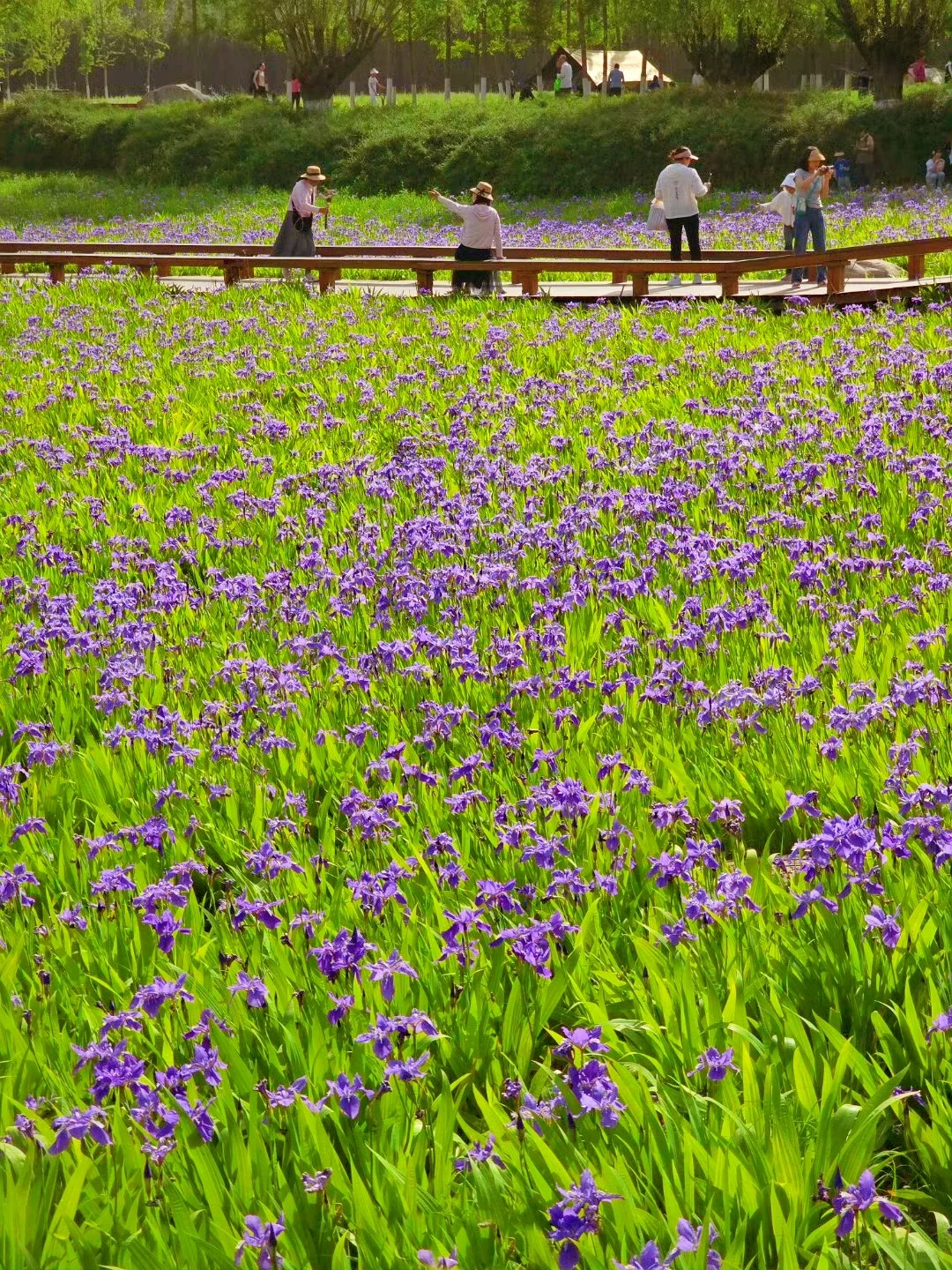 接下来！西安春天是这样的🌷含18个打卡地