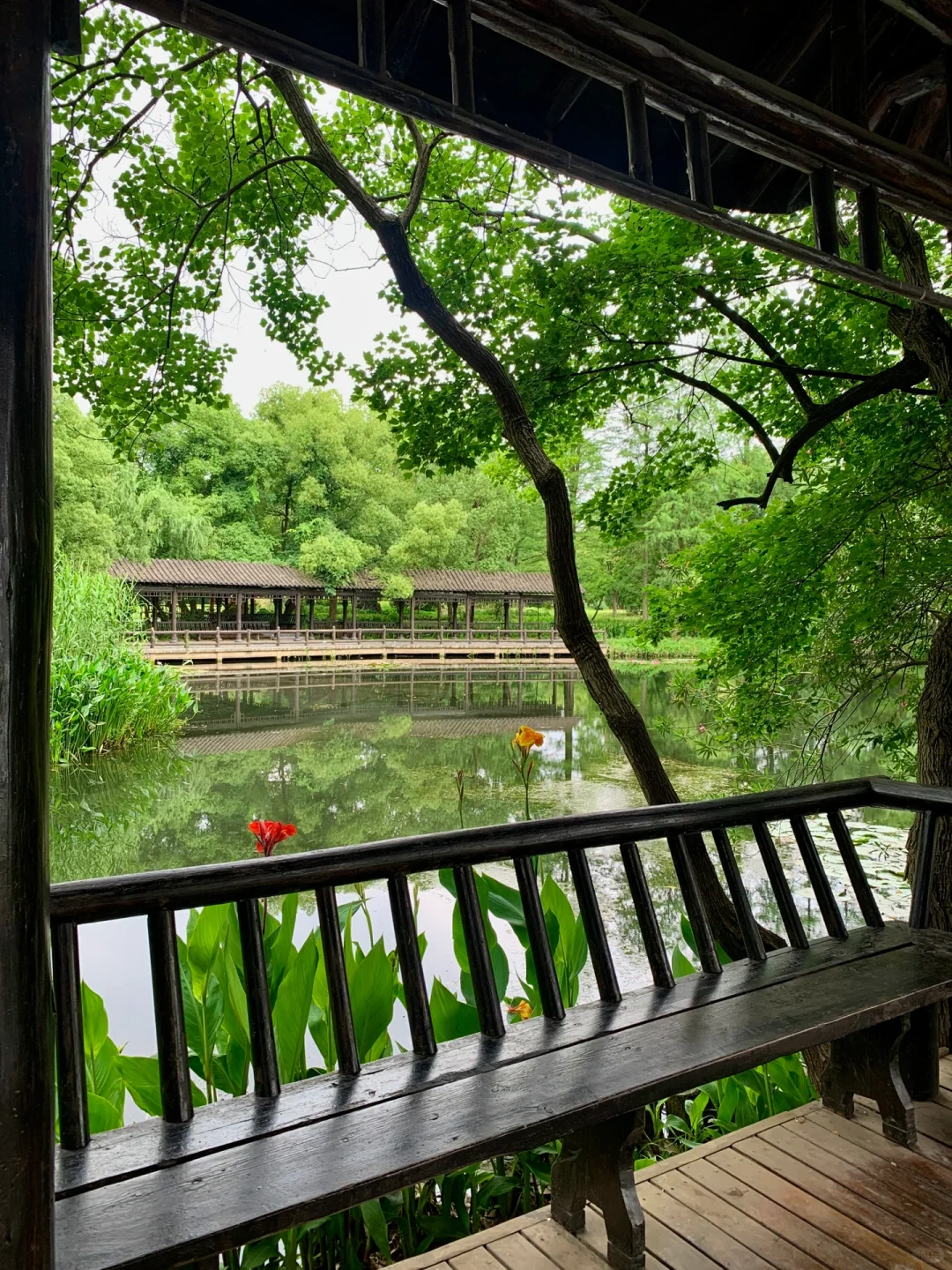 在武汉花的最值的13块钱🌲……